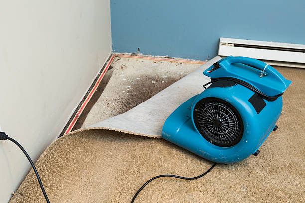 Best Mold removal after water damage  in Pleasant Hill, MS